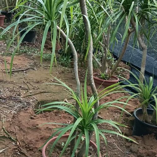 龙血树盆栽室内客厅大型须绿植办公F室外花卉植物庭院盆景空气净