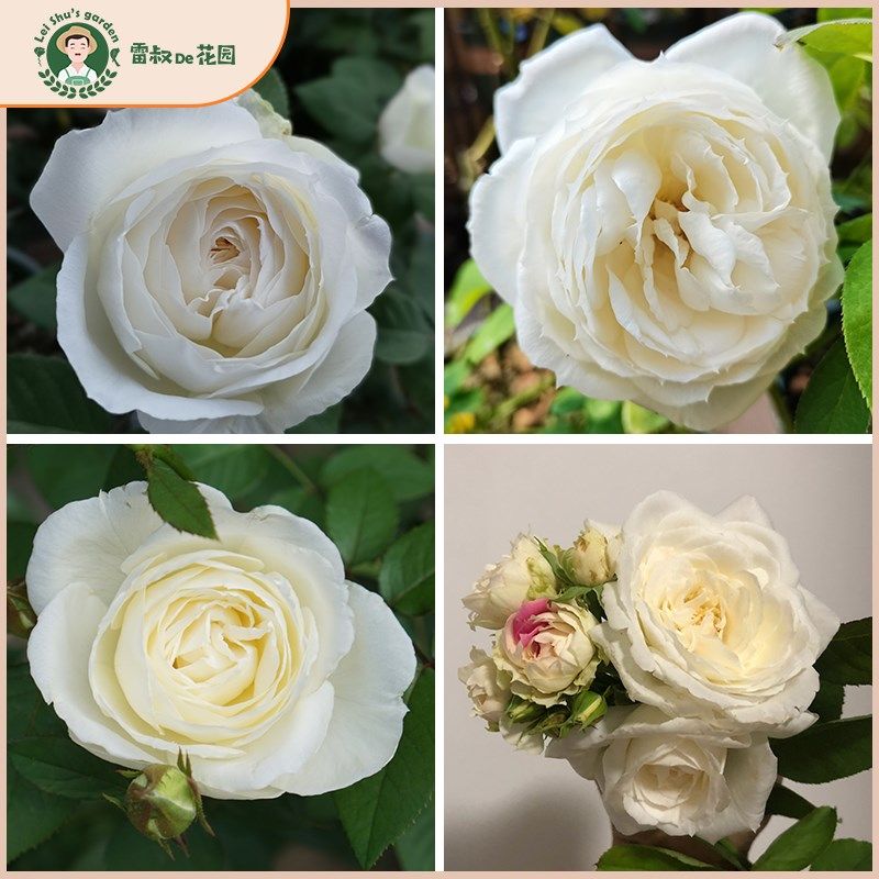 雷叔的花c园伊芙婚礼之路切花月季纯洁玫瑰花苗盆栽阳台庭院观花,鲜花速递/花卉仿真/绿植园艺,月季/蔷薇/玫瑰,淘宝优惠券,粉丝福利购,淘宝优惠卷