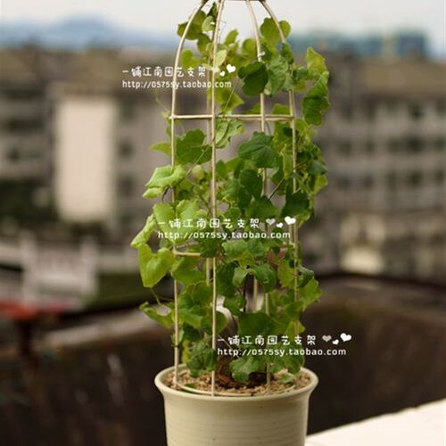鸟笼型龟甲龙支架 白色做旧铁线D莲花架 爬藤架 适合阳台盆栽