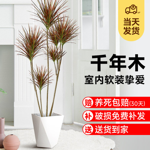 七彩千年木大型盆栽马尾铁好养绿植办公室内N客厅阳台净化空气植