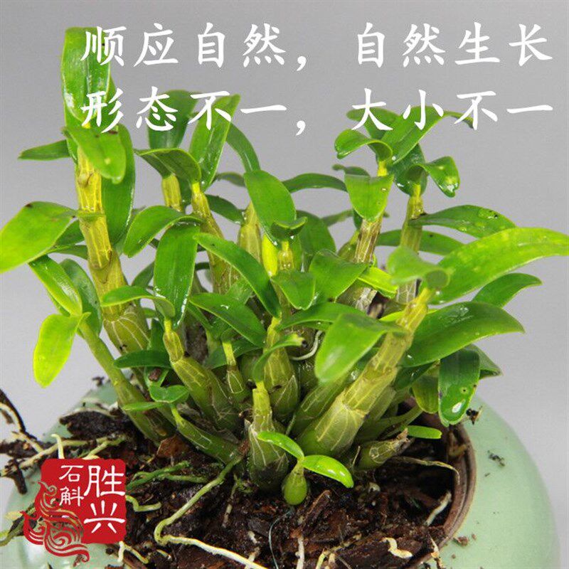 店长推荐正宗霍山米斛苗霍山石斛特色花卉盆栽非铁皮X石斛苗超划