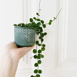 原种匍匐 原始匍匐球兰阳台室内 O迷你 盆栽垂吊植物