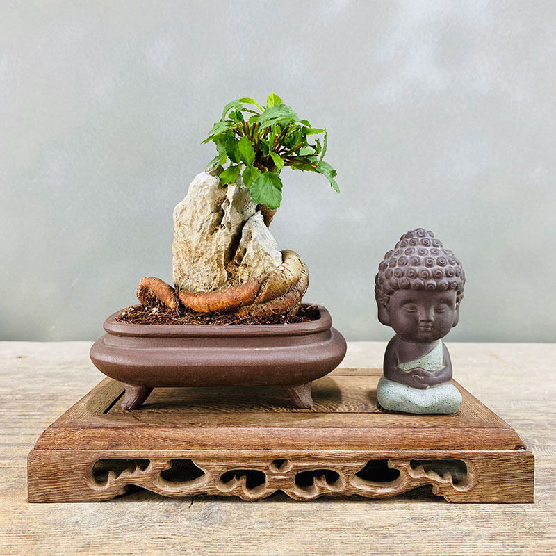 小叶榆树抱石微型盆景花卉植物室内花榔榆客厅办公室桌.面绿植盆