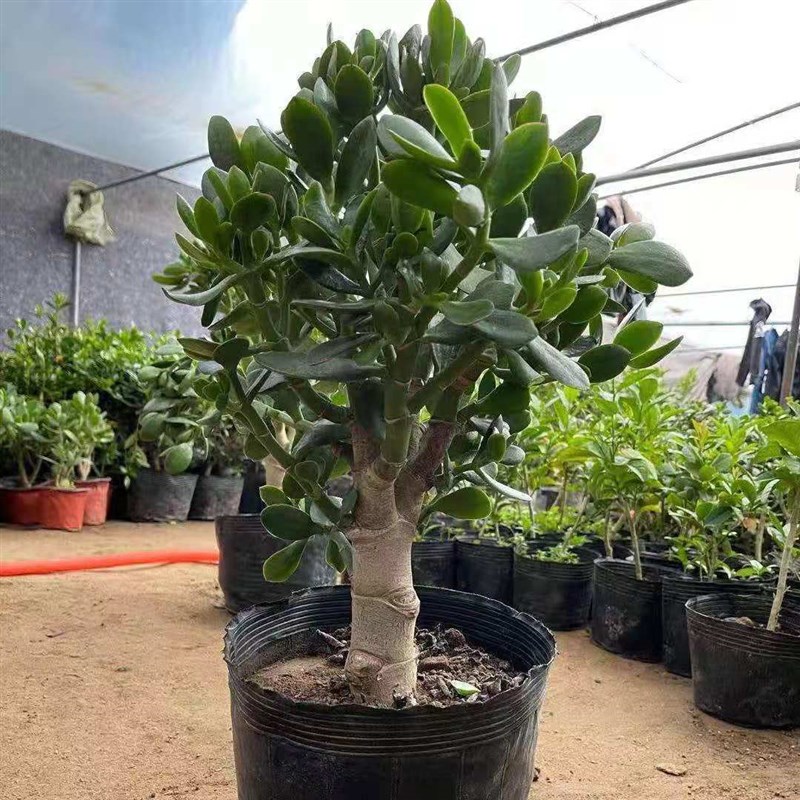 老桩玉树盆e栽燕子掌厚脸皮红边景天植物耐旱多肉室内阳台净化空