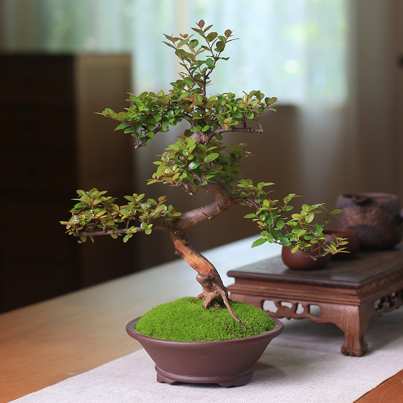 雀梅盆景红芽小老桩盆栽室内客厅桌面观J叶绿植庭院四季好养植物