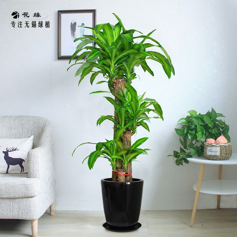 巴西木盆栽金心巴西铁树绿u植盆景客厅室内办公室大型植物无锡送