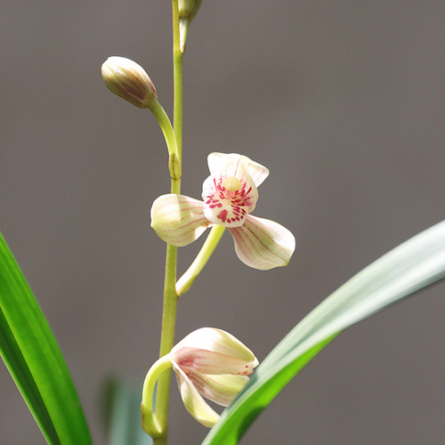 兰花苗建兰四季兰君荷老r八种浓香型客厅庭院阳台绿植绿植小型盆