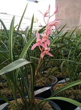建兰新品红花g靡丽花色艳丽花浓香四季兰6-11月花期直立叶型绿植