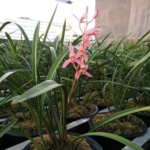 建兰新品红花g靡丽花色艳丽花浓香四季兰6-11月花期直立叶型绿植