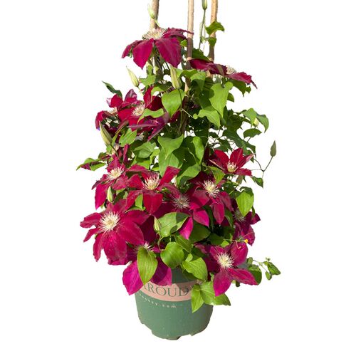 铁线莲大苗爬藤植物多季重瓣大花攀爬庭院K耐寒爬墙花阳台盆栽带