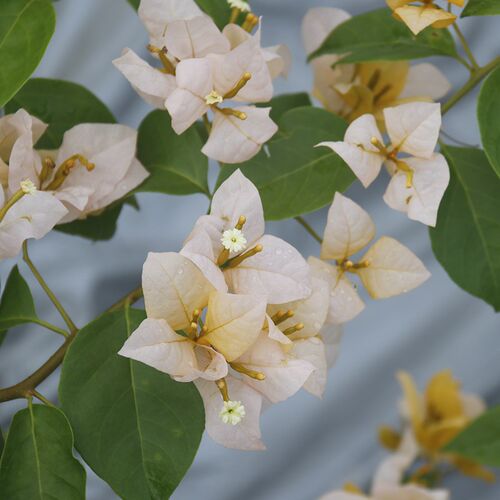 三角梅 黄女郎 扦插苗 有育苗C袋 盆栽绿植庭院阳台开花植物