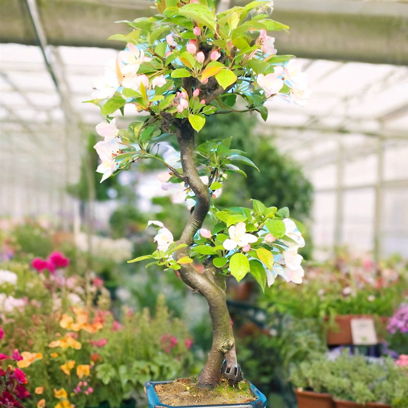 垂丝海棠小微盆景老桩四季常青观花F观果成品盆栽办公室茶台绿植