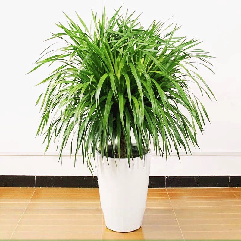 龙须树龙须铁龙血树多q头花卉盆栽客厅室内大型绿植花卉净化空气