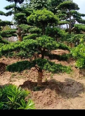 小叶雀舌d罗汉松造型树一对一选树