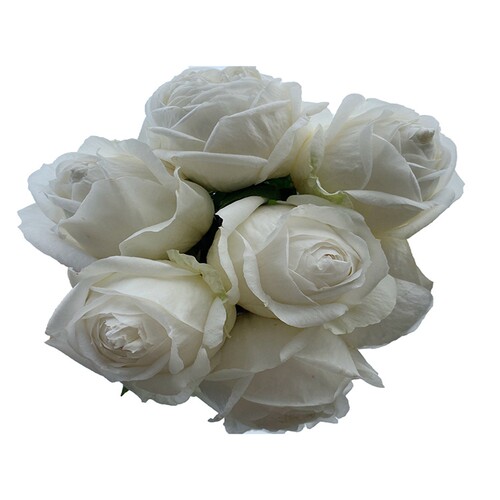 多季开大花浓香月季花苗伊芙婚礼之路纯白色玫瑰盆栽X阳台观花植