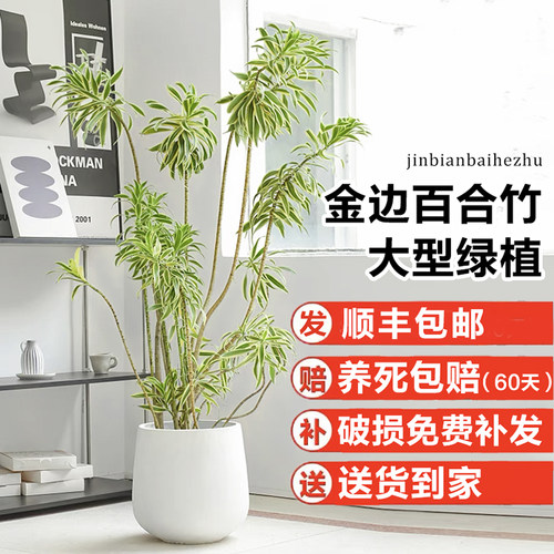 金边百合竹大盆栽老桩真绿植室z内客厅吸甲醛造型金心百合竹植物