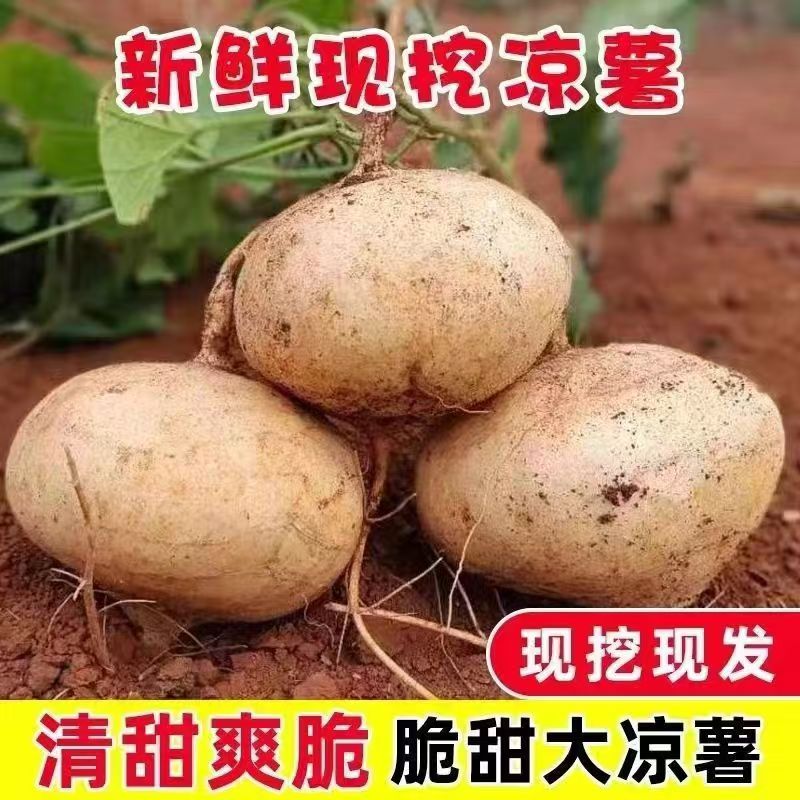 贵州高山新鲜地萝卜农家自种白地瓜水果凉薯现挖脆甜多汁大果包邮