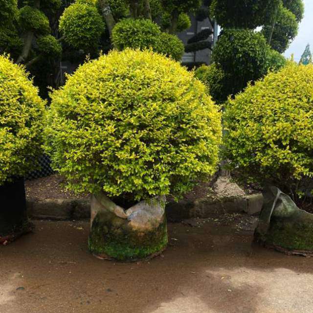 亮晶花镜庭院绿化别墅球女贞棒棒糖女贞树苗植物四季常青小叶球