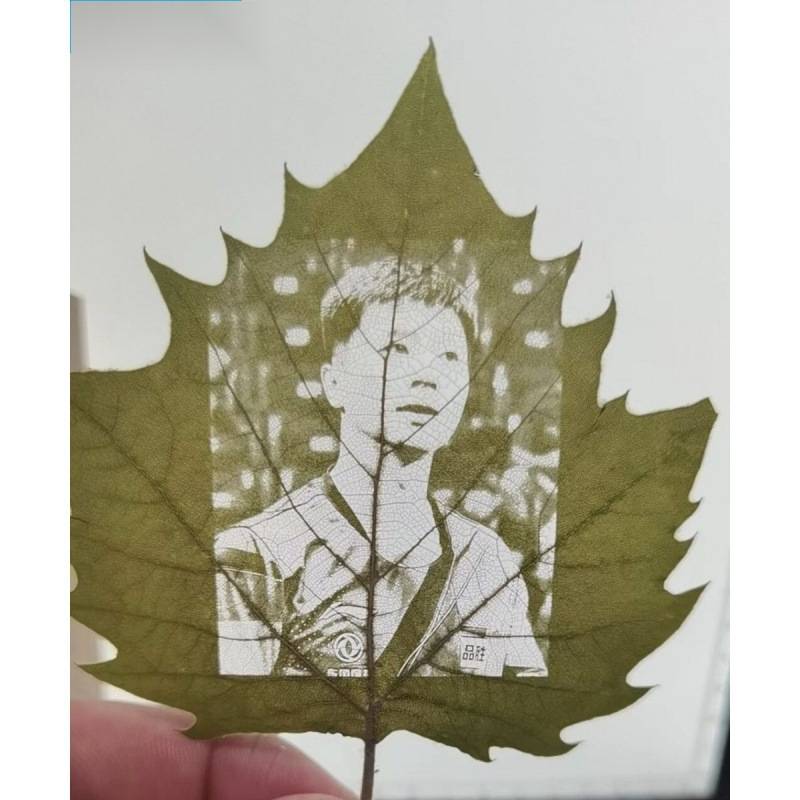 片叶刻激光专用手工干燥叶子梧桐叶平整叶子梧桐叶