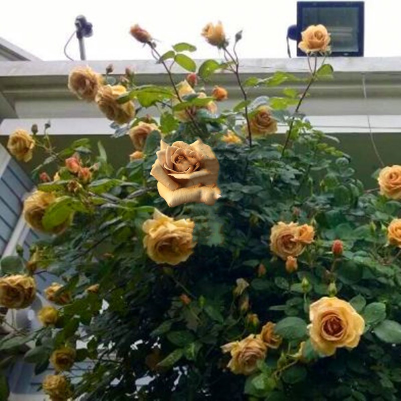惠惠的花园 月季黄油硬t糖可藤可灌四季开花拱门攀援盆栽花卉