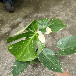 洒金龟背竹小苗室内绿w植观赏花卉阳台植物客厅办公室盆栽 包邮