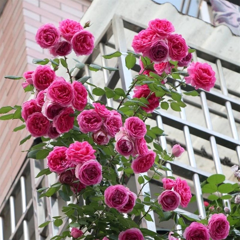 大游行蔷薇d花苗藤本月季庭院爬藤植物花卉阳台盆栽玫瑰苗四季开