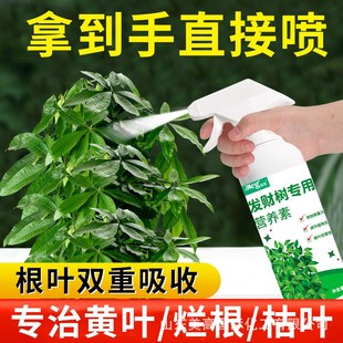 发财树黄叶枯叶烂根专用药治叶子黄D了怎么办根腐叶斑病肥料营养