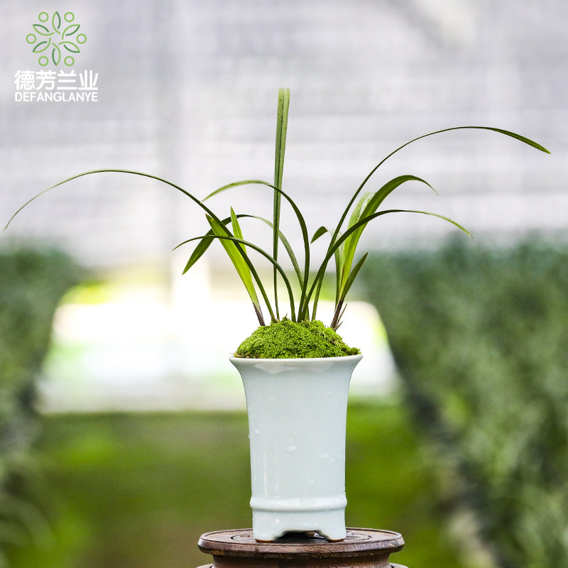 兰花苗建兰四季兰富山奇蝶浓香带花E苞室内阳台绿植物花卉盆栽客