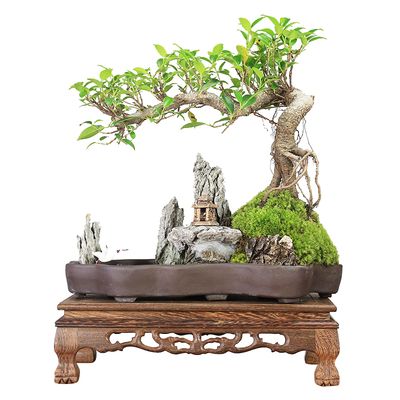 小叶榕树盆景老h桩造型悬崖提根树桩假山植物室内桌面绿植盆栽送