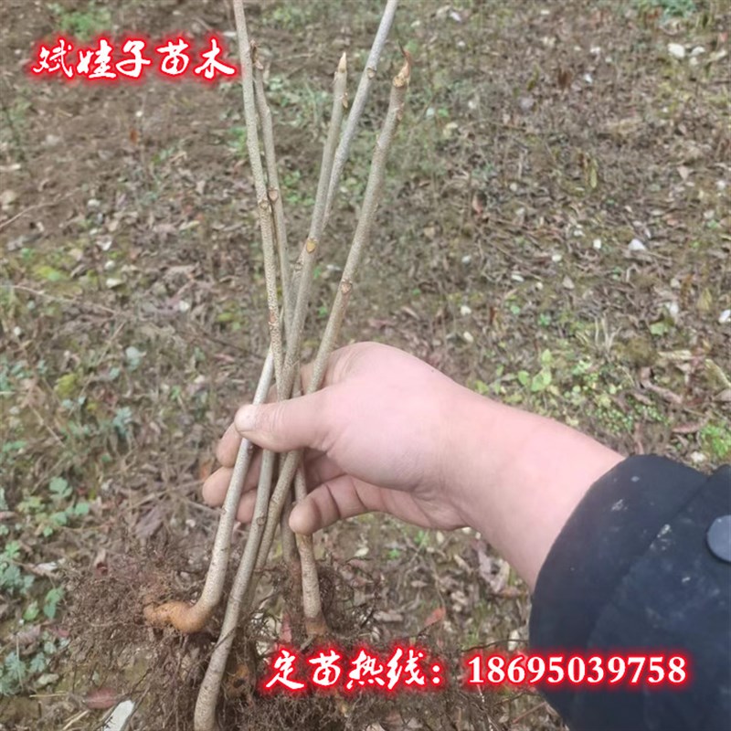 基地直销精e品1年漆树小苗农村土漆树大木漆小木漆漆棺材的漆树苗