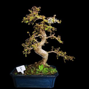 中品老桩榆树盆景小叶榔榆栽室内绿植G办公室盆栽家居植物四季常