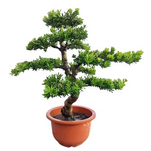 一物一拍造型罗汉松盆景q树桩盆栽植物四季常青绿植室外阳台迎客