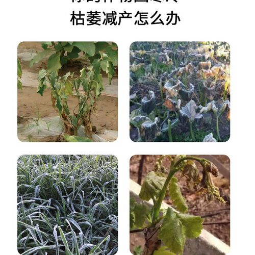 竹炭大棚增温块取暖块r速然易燃无烟碳块草莓蔬菜育苗加热保温室