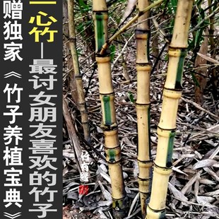 一心竹黄金罗汉竹子君观t赏竹庭院室内绿植竹盆栽景竹基地直销