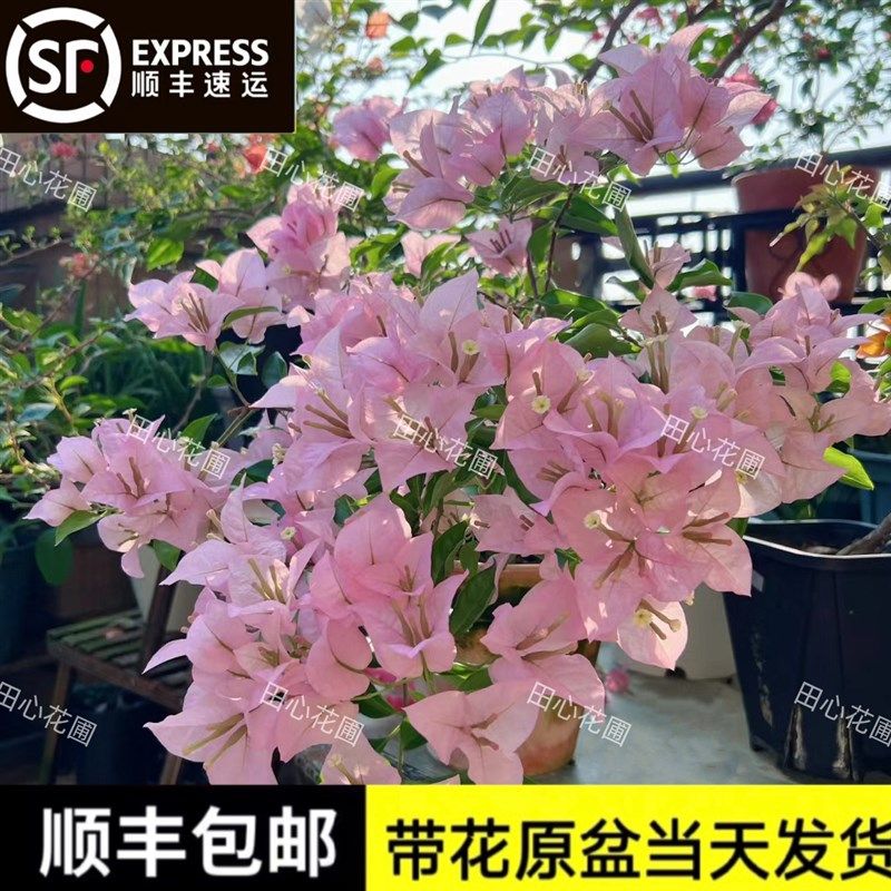 粉天使三角e梅原盆原土精品三角梅司四季勤花阳台庭院爬藤漳州直,鲜花速递/花卉仿真/绿植园艺,绣球/木绣球/木本植物,淘宝优惠券,粉丝福利购,淘宝优惠卷