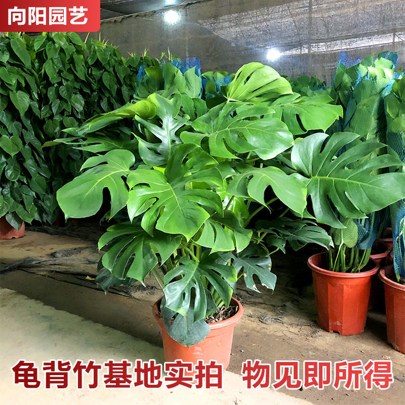 龟背竹大型盆栽土培植物s室内客厅大叶绿植好养净化空气四季常青