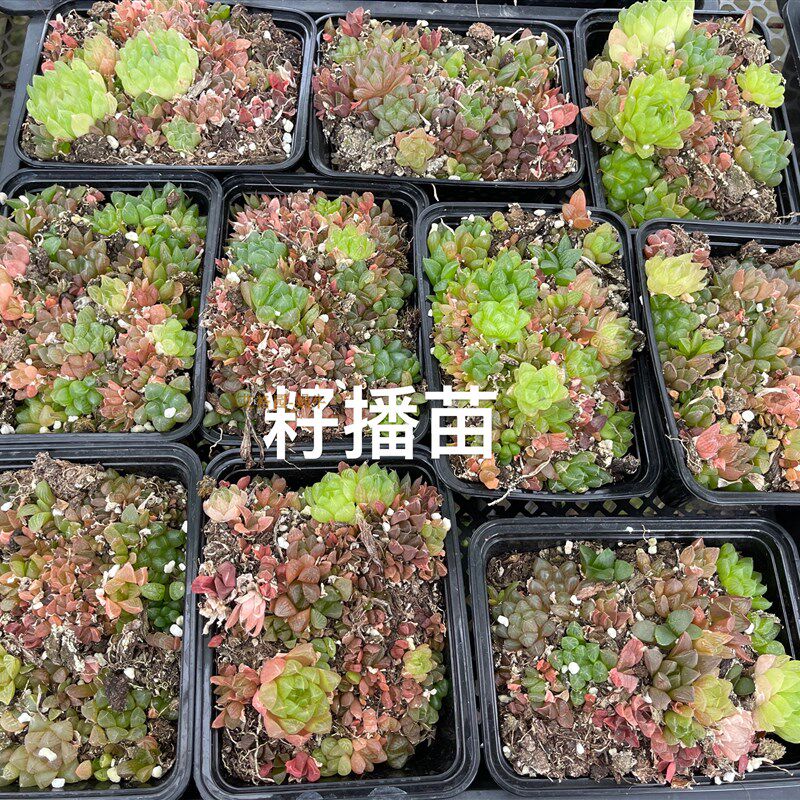 蜗牛的乐园多肉m花卉瓦苇12卷玉露寿种子618大促