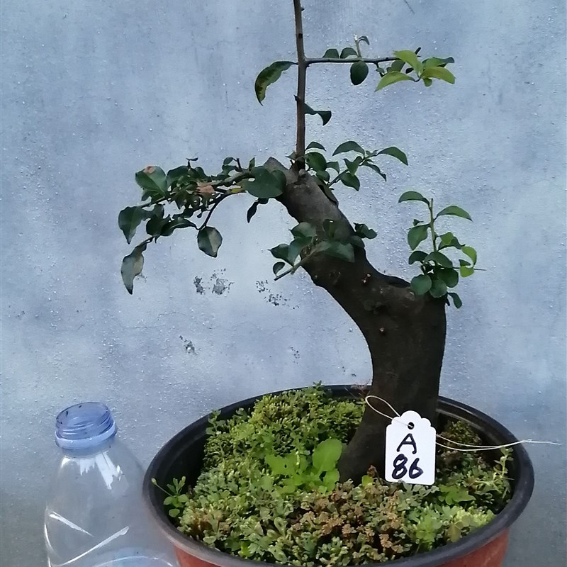 金豆金单子d盆景树桩 观果 盆载绿植净化空气四季常青结果带造型