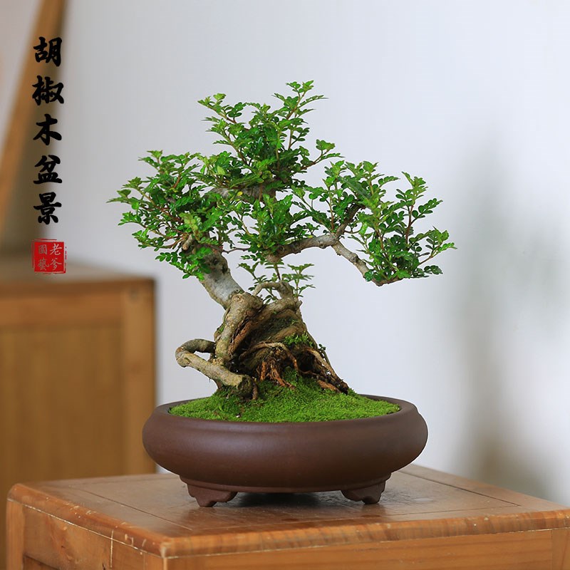 胡椒木盆景清香木老桩盆栽室内植E物办公室桌面好养造型客厅绿植