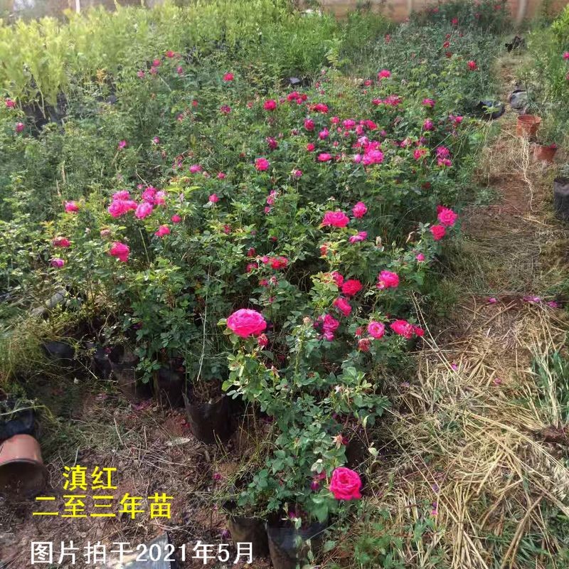 云南墨红滇红大h苗食用玫瑰花盆栽重瓣大花浓香四季开花带花苞土