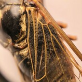 圣途10倍高清放大镜手持高倍植物昆虫邮票文玩字画U珠宝鉴定全金