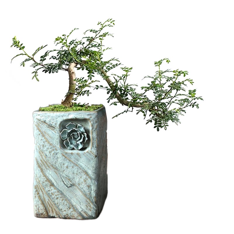 清香木老桩盆栽胡椒木室内绿x植陶瓷大盆景桌面办公室茶桌四季常