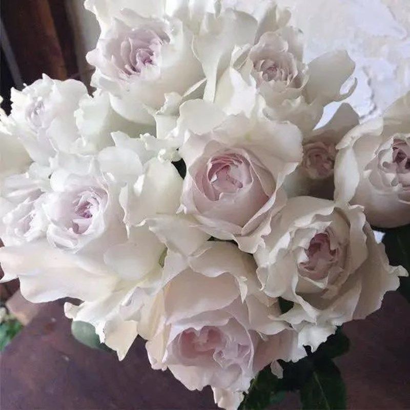 莎菲天使玫瑰h月季花苗稀有新品日月河本纯子白色淡紫灌木浓香切,鲜花速递/花卉仿真/绿植园艺,月季/蔷薇/玫瑰,淘宝优惠券,粉丝福利购,淘宝优惠卷