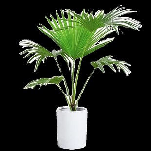 大叶蒲葵盆栽大型绿植室内v庭院好养耐寒植物四季常青棕榈树除甲
