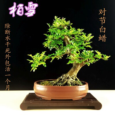 对节白蜡精品f老桩悬崖大树造型盆景绿植阳台盆栽耐寒易养一物一