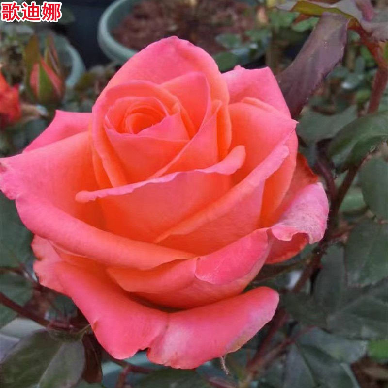 超新品歌迪娜h月季苗切花大花直立好庭院阳台盆栽四季开花图片