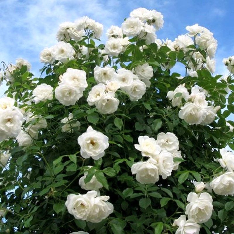 超新品藤冰山白色l月季花苗浪漫大型藤本阳台庭院四季爬藤蔷薇玫,家庭/个人清洁工具,百洁布,淘宝优惠券,粉丝福利购,淘宝优惠卷