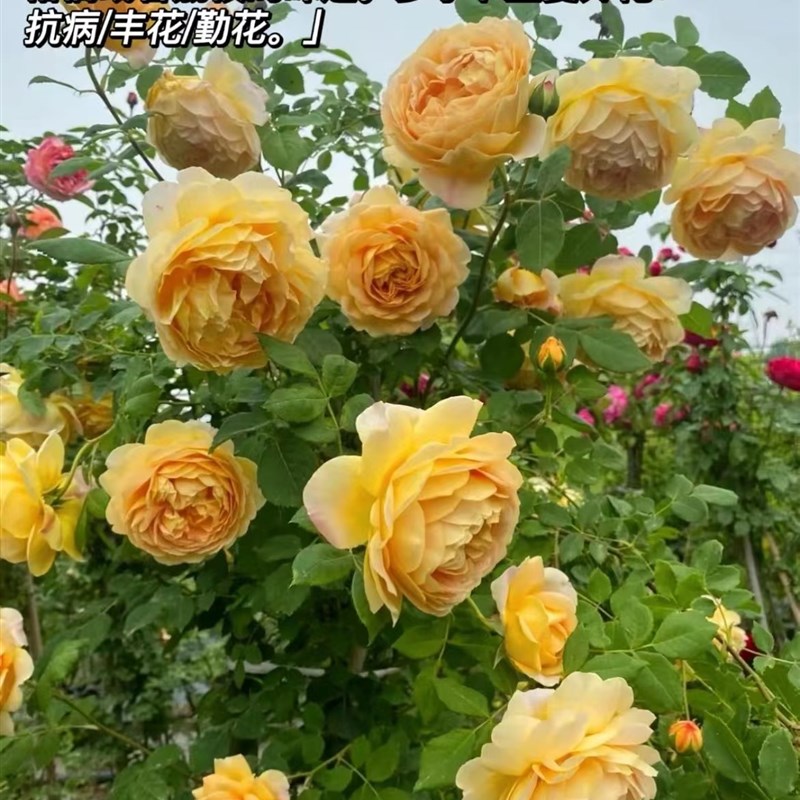 藤本月季花苗特h大浓香庭院植物室内花卉盆栽玫瑰四季开花爬藤蔷