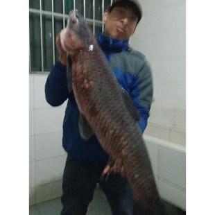 巨青1号钓大青小乌青鱼饵料脆螺丝螺蛳软珠窝料R野钓黑坑专用小药