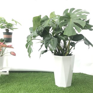 大叶龟背竹老桩大l盆栽客厅落地大型龟背竹开背观叶绿植室内吸甲